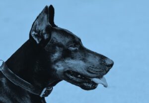 Dog watch