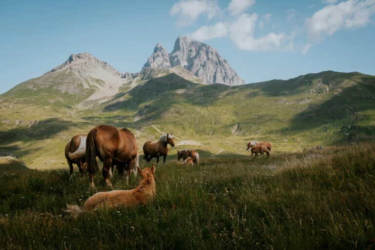 x cavalls pedraforca