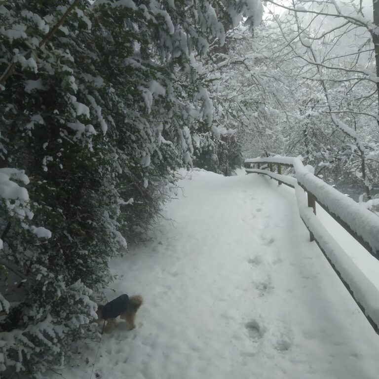 x Camí nevat